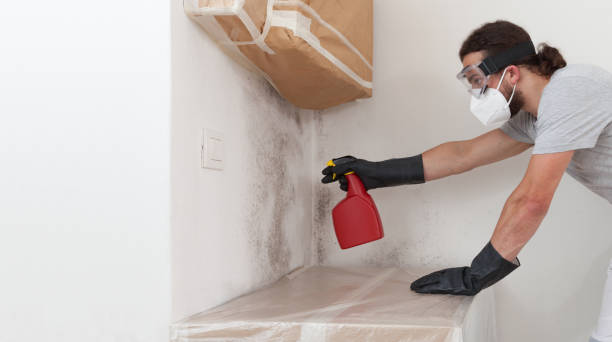 Professional Basement Mold Remediation technician working in Lyons, IL